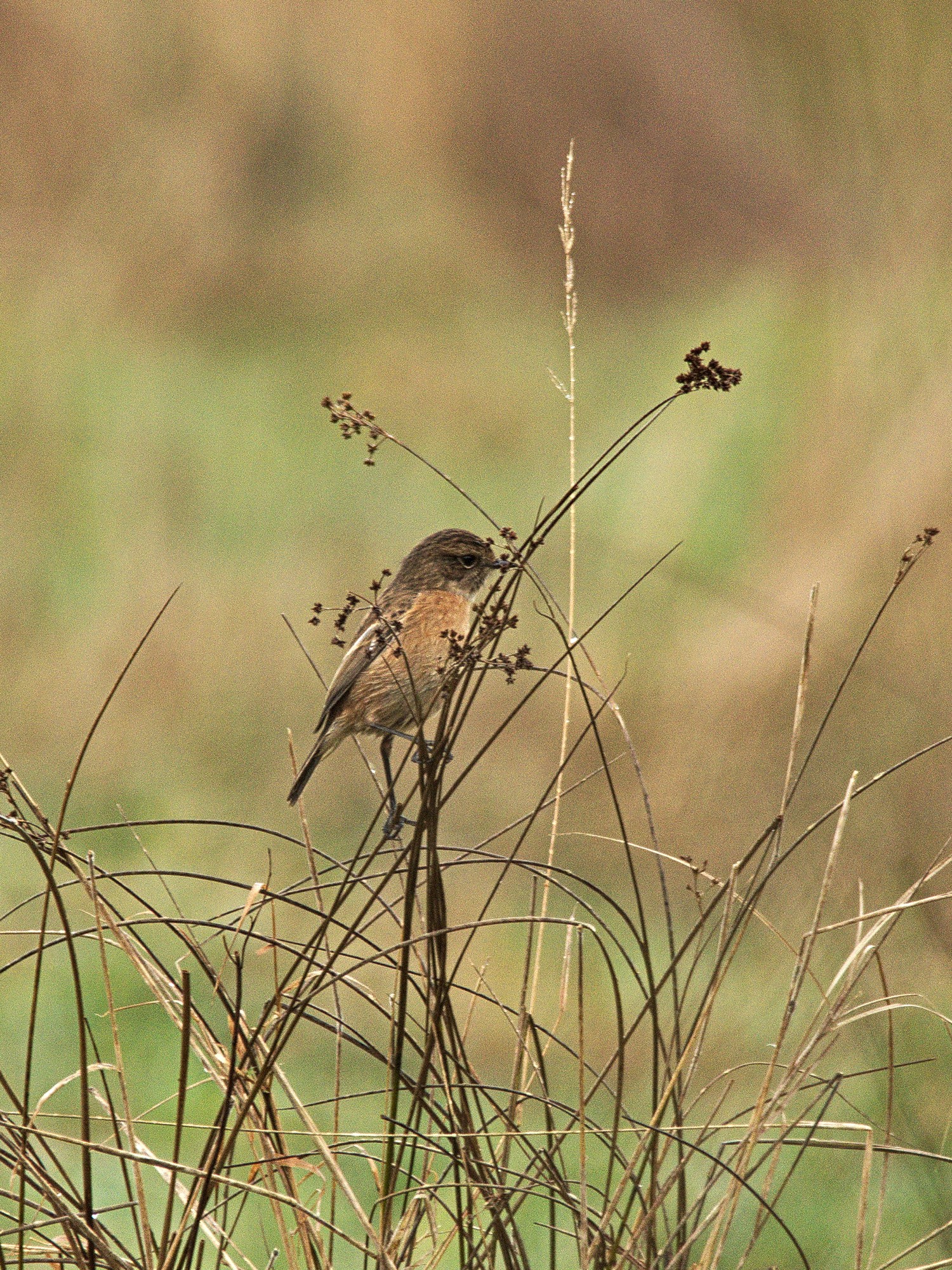 livebirdspoland_5c00a2b0e123844e47afc554b96ae1eb.jpg