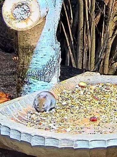 livebirdspoland_0db10b35afaf178d6e495f76c9907900.jpg