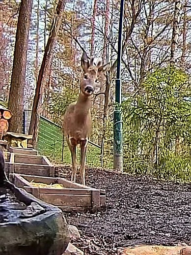 livebirdspoland_d11f34dcc1a2e43ffc5211d760731536.jpg