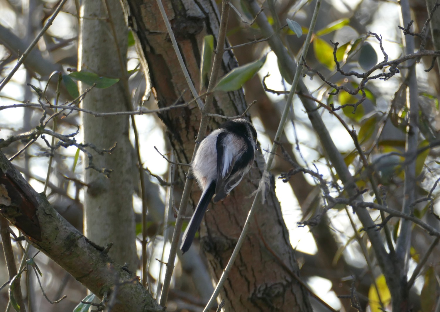 livebirdspoland_e789e532865701ec15d97ff859647ffe.jpg