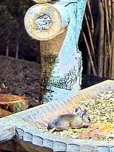 livebirdspoland_b8b1a0770ee5263f6ce8972efc2aeafb.jpg