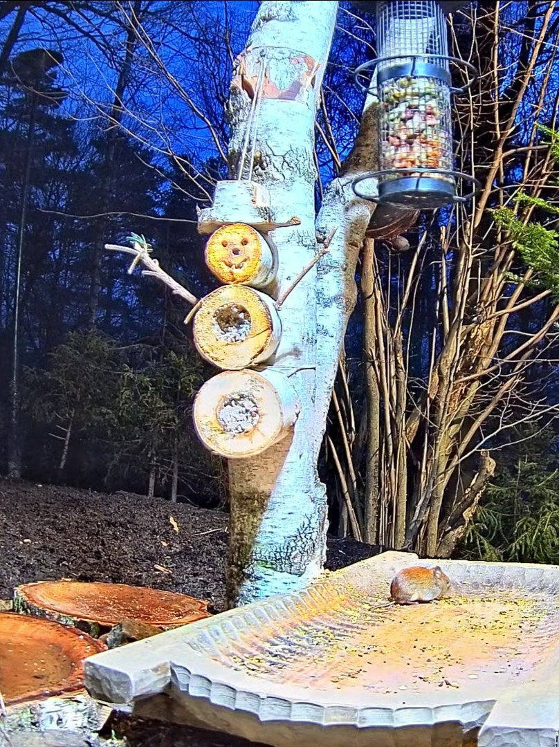 livebirdspoland_a6f5b82ea9cd53d17d2f6b8f864cfd79.jpg