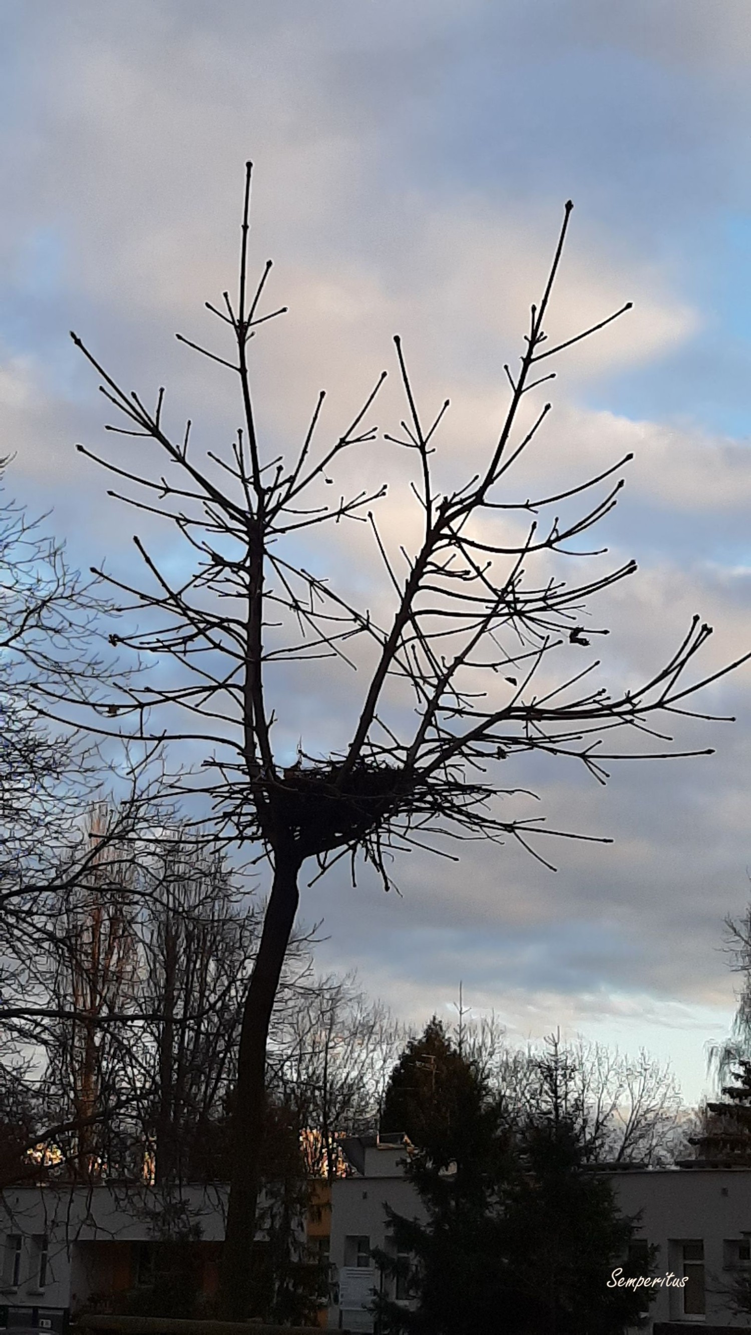 livebirdspoland_de7edd739908baa49cd69f78538ad494.jpg