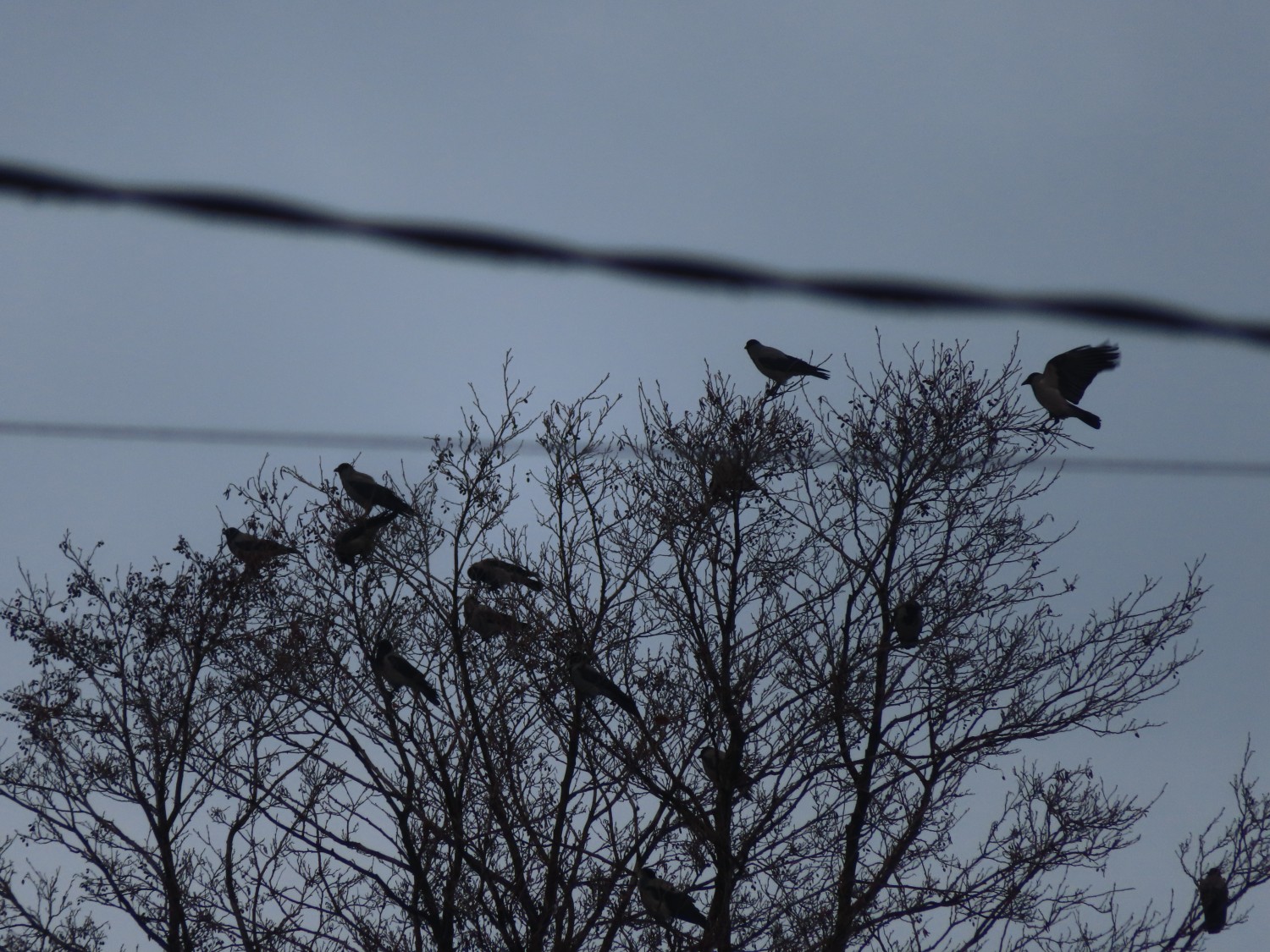 livebirdspoland_b541617c49491c5652463e34df3777b1.jpg