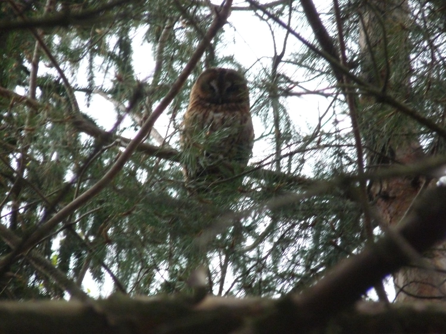 livebirdspoland_a6356d8dbaaf2942789802b99195b9e9.jpg