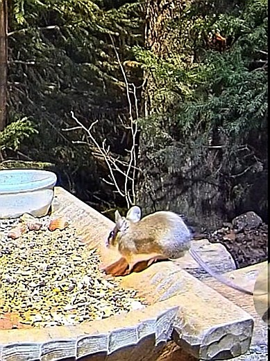livebirdspoland_514b6afbb744a16a4ec00bcb98c189d4.jpg