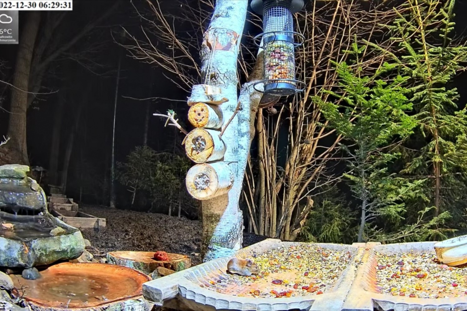livebirdspoland_5cd62191e865b6b178f76e1edc7133aa.jpg