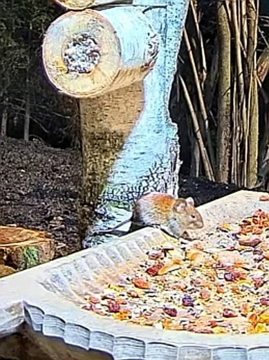 livebirdspoland_374e5223629732e4fbd8c458b764f76f.jpg