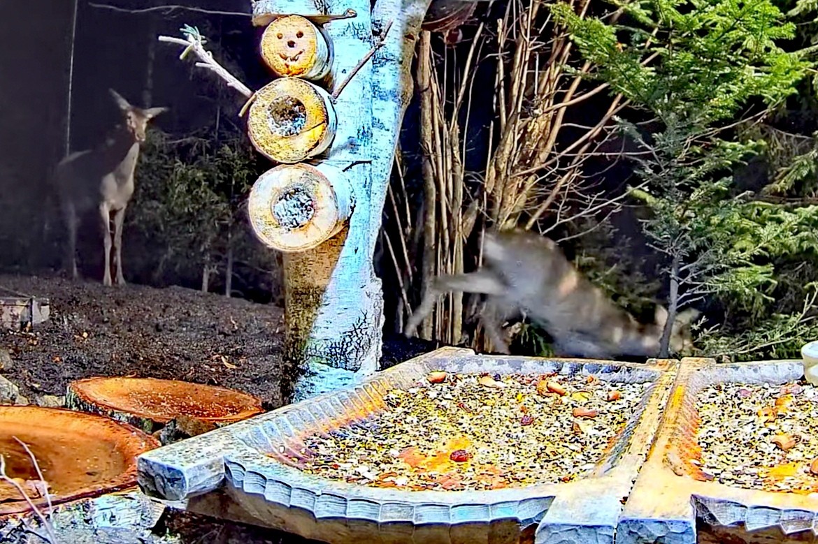 livebirdspoland_c29fd5b8a3ba9e5dd9737418e9cf8936.jpg