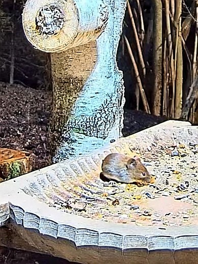 livebirdspoland_53f047da2838c82a1038d20d31983a3c.jpg