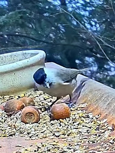 livebirdspoland_76ede78139e17fafa60229cac1a28658.jpg