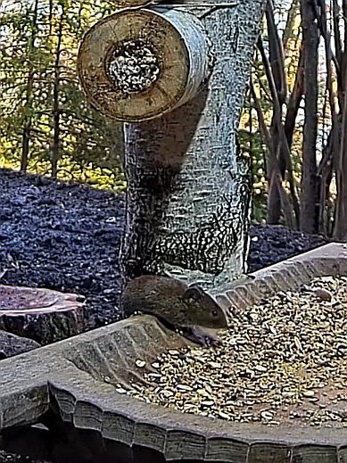 livebirdspoland_1eff46d9a8a8b761275c69ba0913c588.jpg