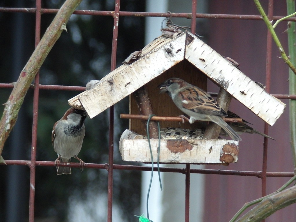livebirdspoland_4d69c08aaa795ba612db9008046405c1.jpg