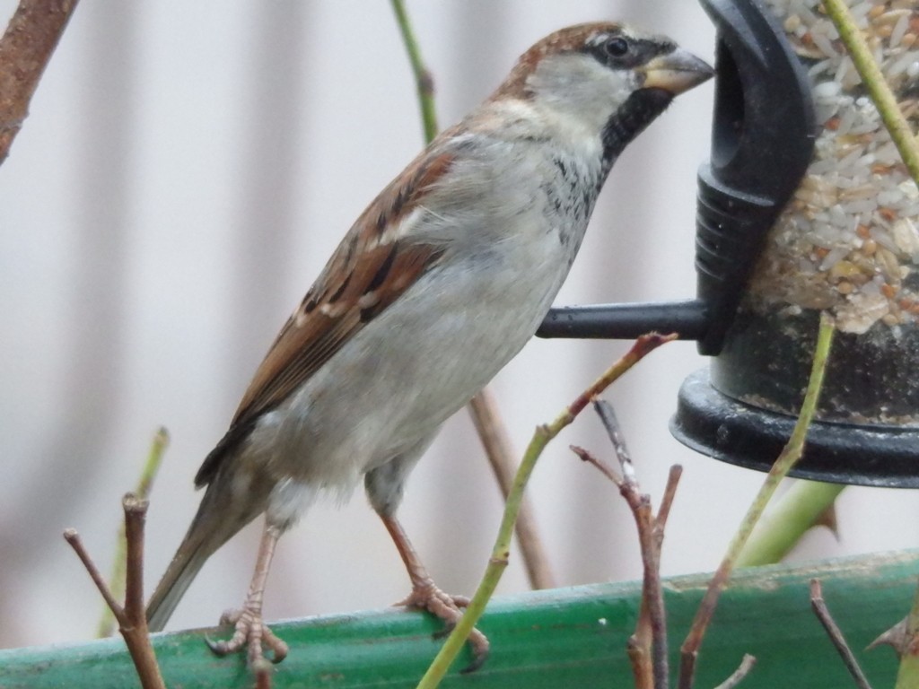livebirdspoland_2656b9c9474e0ffdd4eb3dae704d0e96.jpg