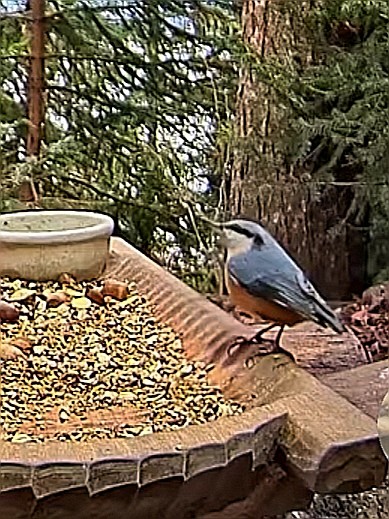 livebirdspoland_2490cee4844945d8d35b42d83b077a3f.jpg