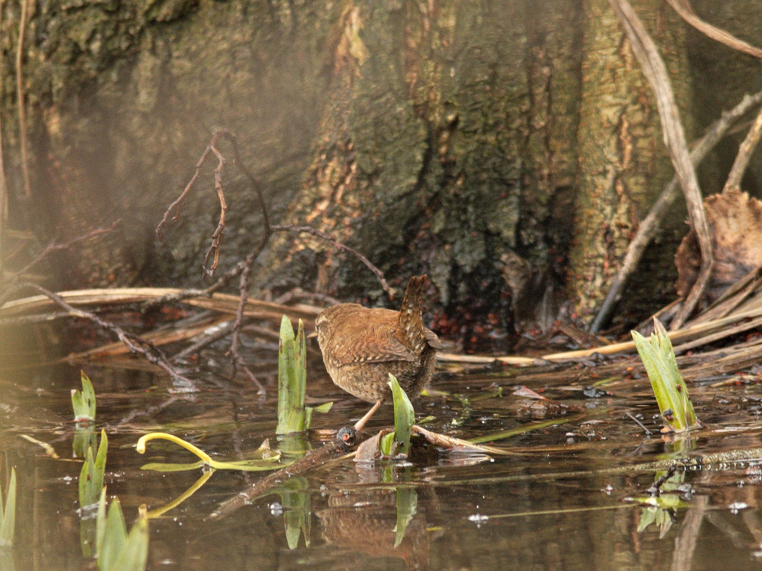 livebirdspoland_6f39c555adc1740186fc0a0003734c3d.jpg