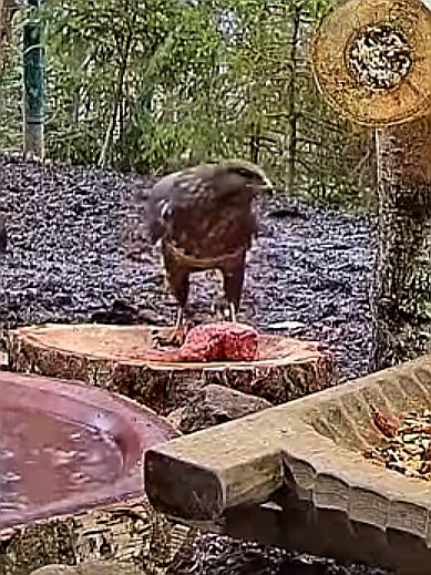 livebirdspoland_73832e7185a96060c1e23498c0b6f131.jpg