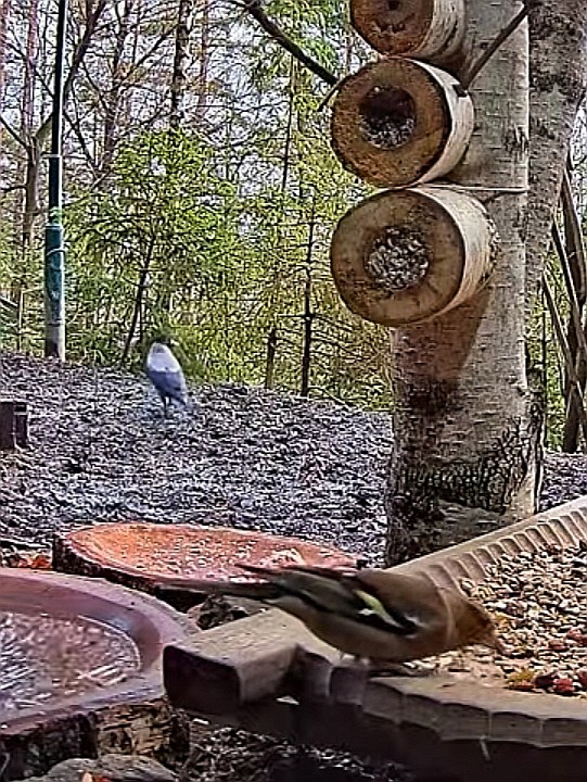 livebirdspoland_73d2395b704169f4e08a2df19c79b6e6.jpg