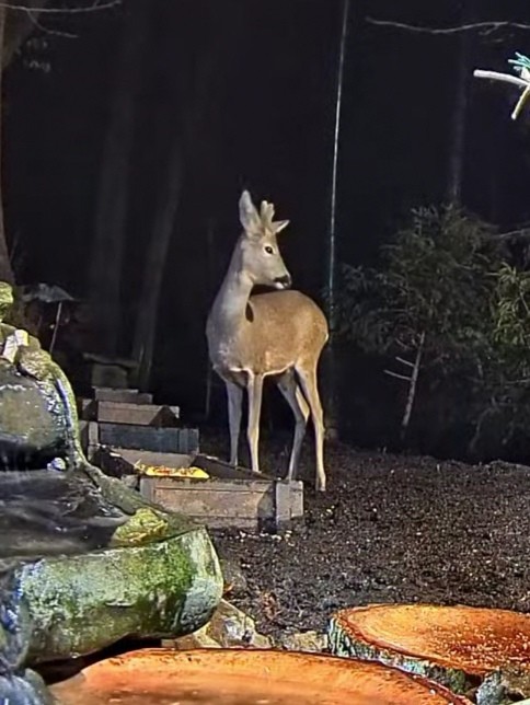 livebirdspoland_5eb50d6b2a74619f6c4a443b908a45c2.jpg