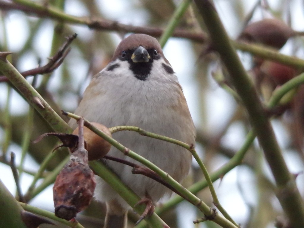 livebirdspoland_3750f274a26e2b13cb8da255968cdf8c.jpg