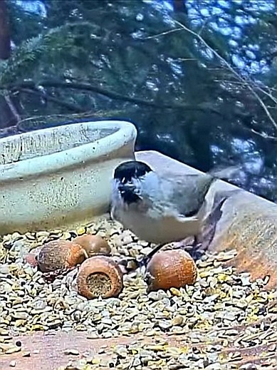livebirdspoland_2788ae7ebca888a1bc2fce2ad8f613c7.jpg