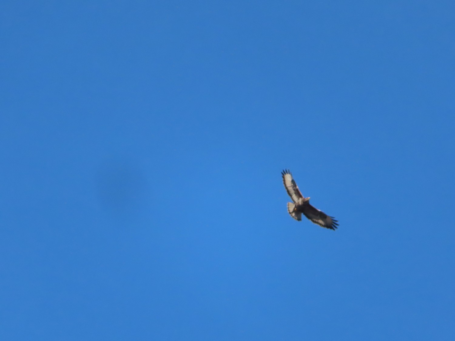 livebirdspoland_96b2ed9bce5bd296f4294032b57c3661.jpg