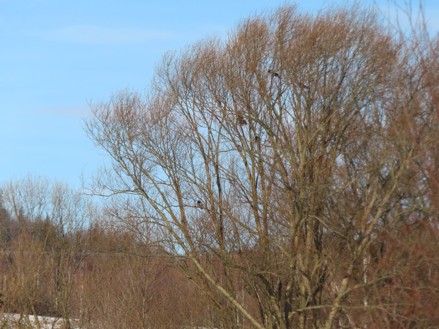 livebirdspoland_683b0d317c4994276a99fa31b998b470.jpg