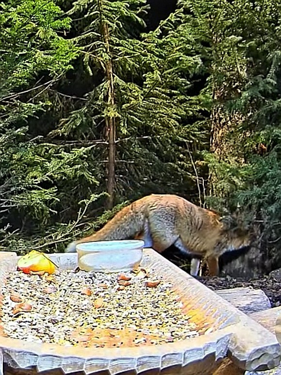 livebirdspoland_a38a0178b790d5b0a392e686697aa9af.jpg