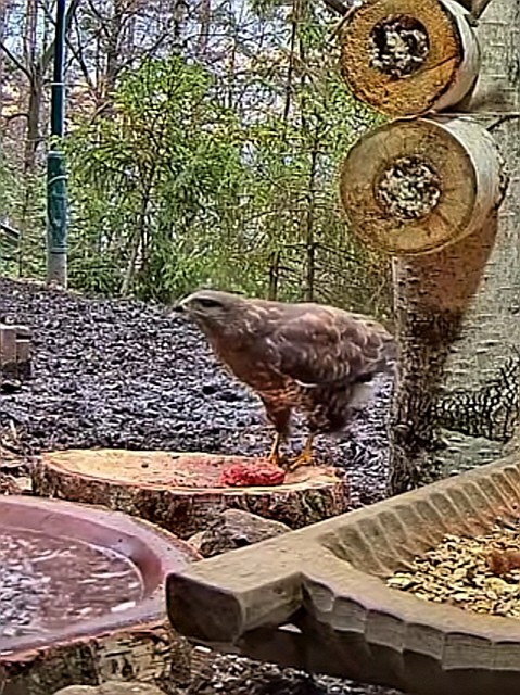 livebirdspoland_69fd87f78ad8e22452dfaaa679b9c330.jpg