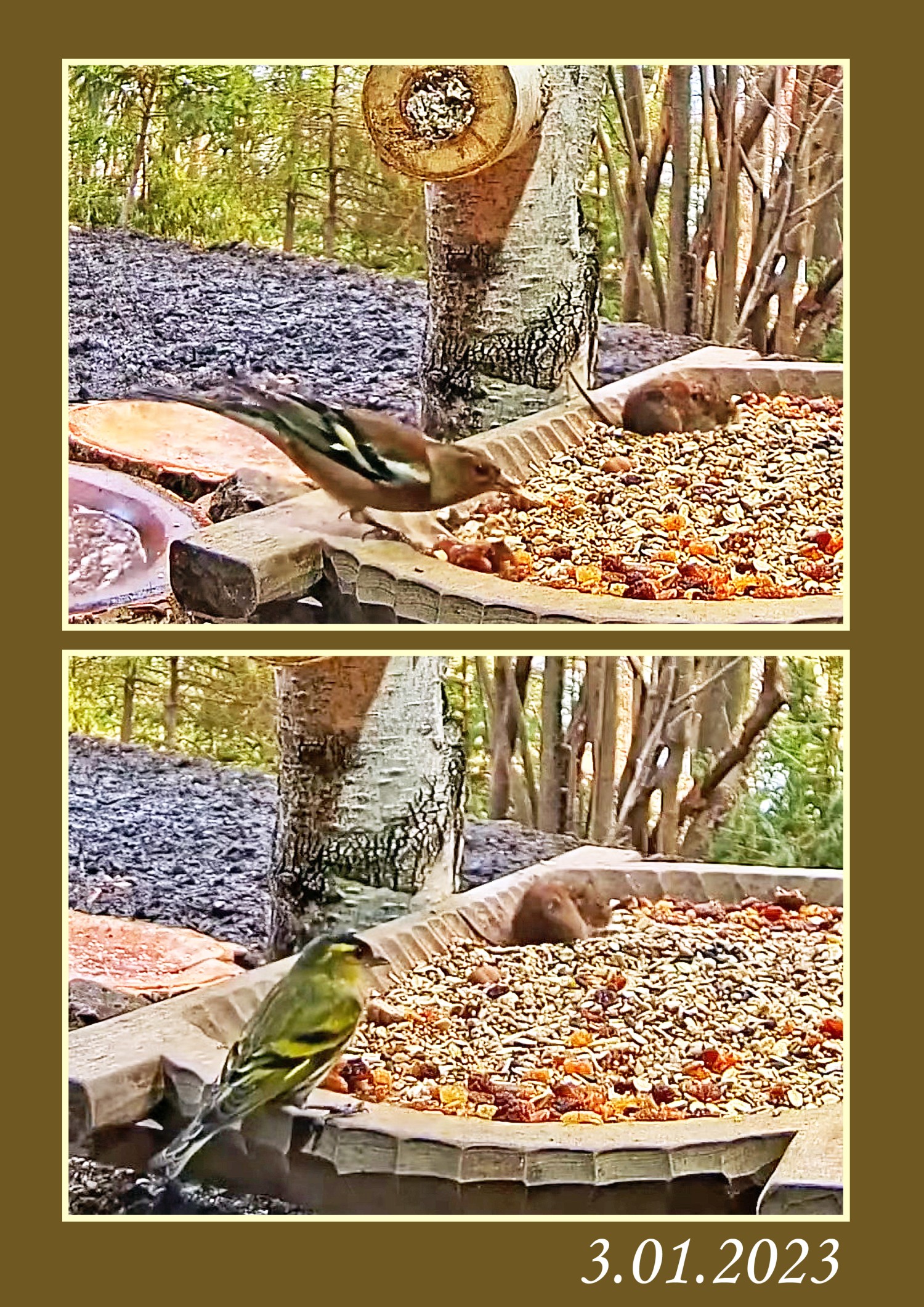 livebirdspoland_9d96c70de12f8f4748a3f617bebaf7d3.jpg