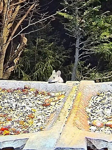 livebirdspoland_101e001cb9ec4a006eb2aae0f00a3f0a.jpg
