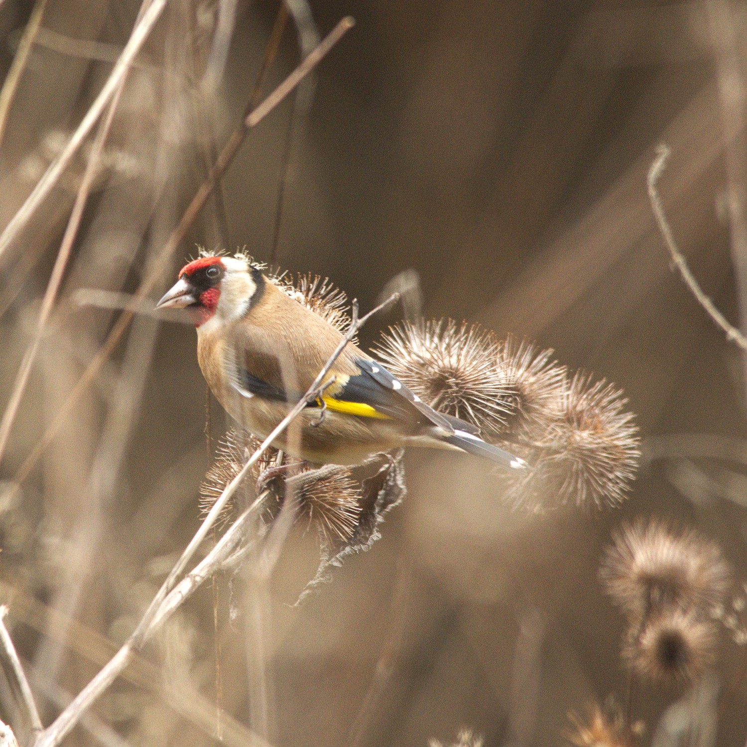 livebirdspoland_8d20b1fa136bad865eaf5f3029910c8b.jpg