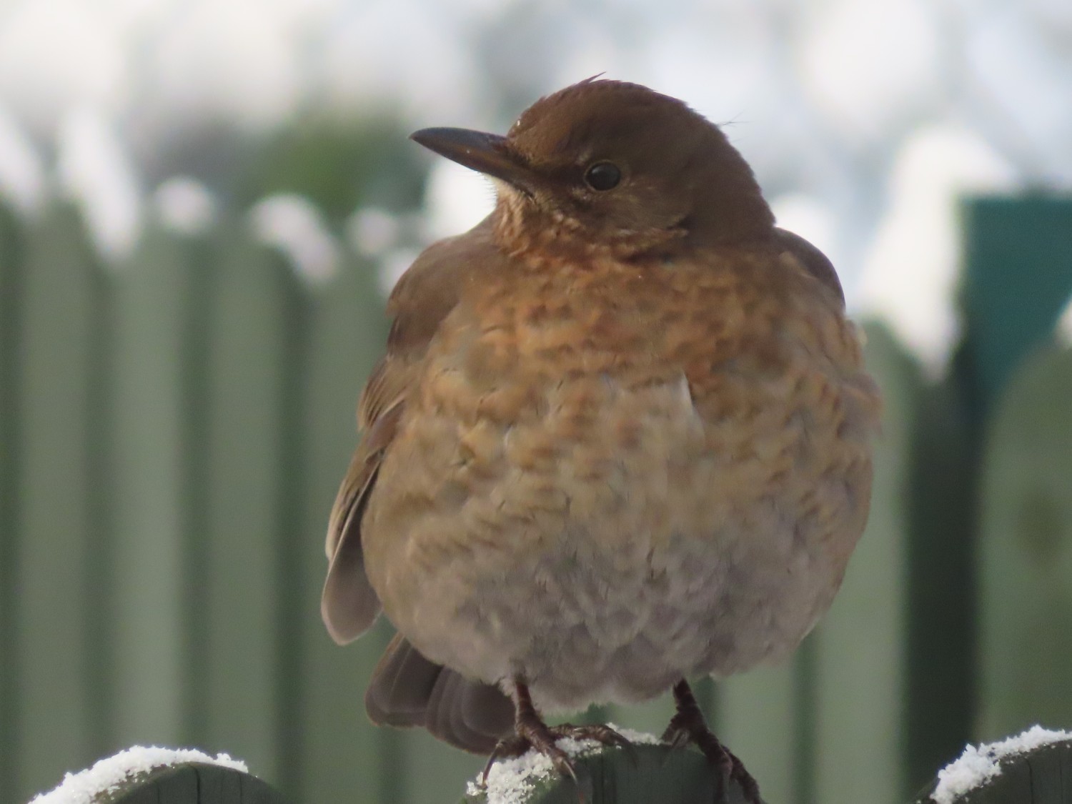 livebirdspoland_a22c30e92b0e9f3465d7a9cf87aad0e5.jpg