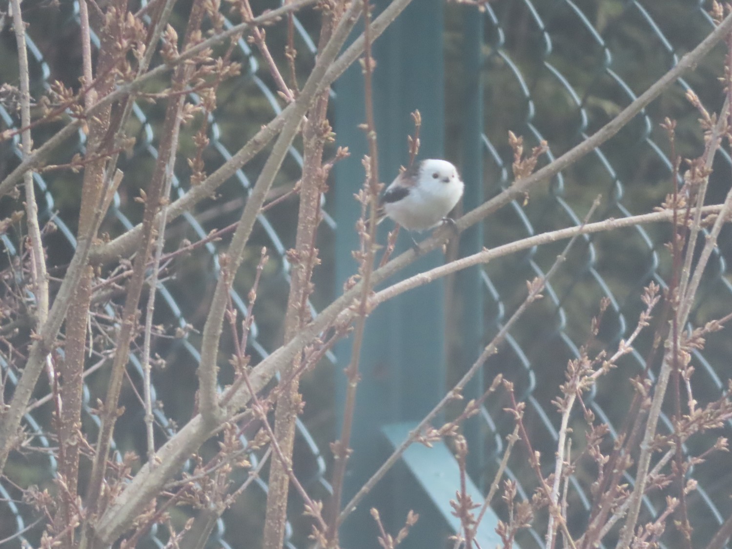livebirdspoland_6c095548ddd7cb69e00f3433f7887ae2.jpg