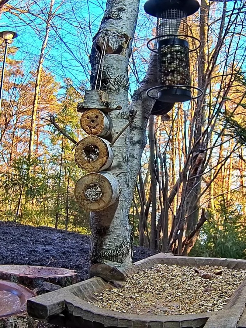 livebirdspoland_8a0bb1756165f813727d78ef72acf229.jpg