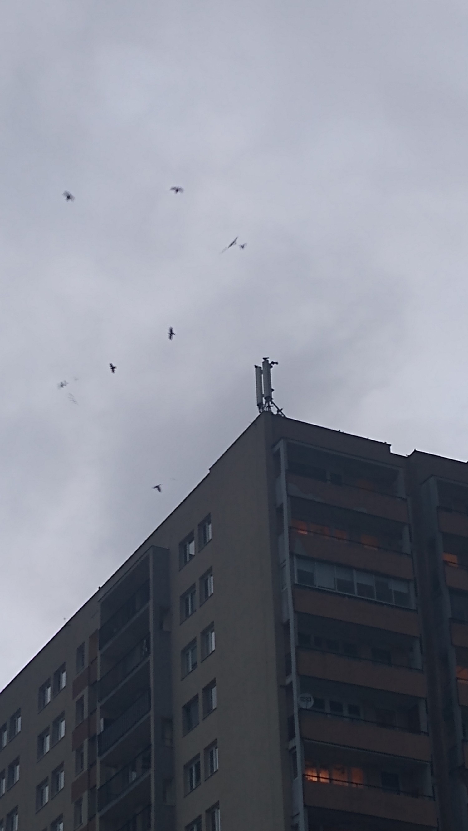 livebirdspoland_f40492b37a1f787c3eb76f076a6b8997.jpg
