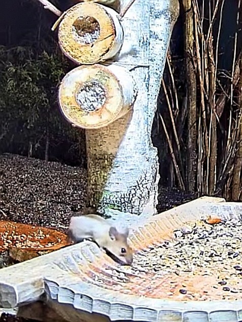 livebirdspoland_772e891f515fd95f0180472db9ae5e29.jpg