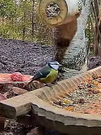 livebirdspoland_e5331cd5e10f536b104032c61936e8ac.jpg