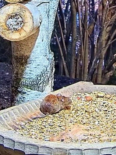 livebirdspoland_6a876bc75b3a697900cc09e9c11b3673.jpg