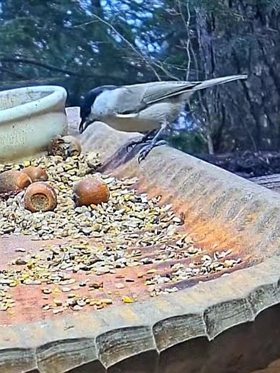 livebirdspoland_1ffc7f6380e815496270f886f48c6f83.jpg