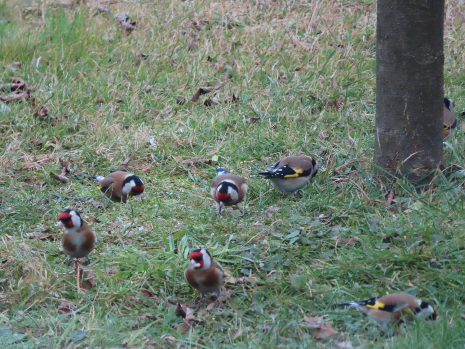 livebirdspoland_19314054ba34e9c9429f3417334485e6.jpg