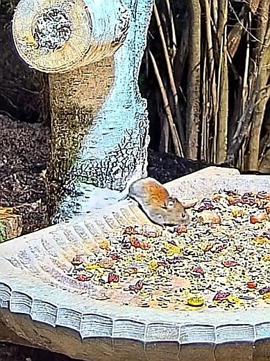 livebirdspoland_25593e5dac65c01358ab41c45512588a.jpg