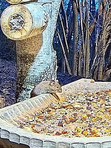 livebirdspoland_5a5107839b9659d0032097aa37a649c8.jpg