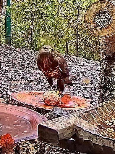 livebirdspoland_d756b8759136420b9ccdcbe474509be3.jpg