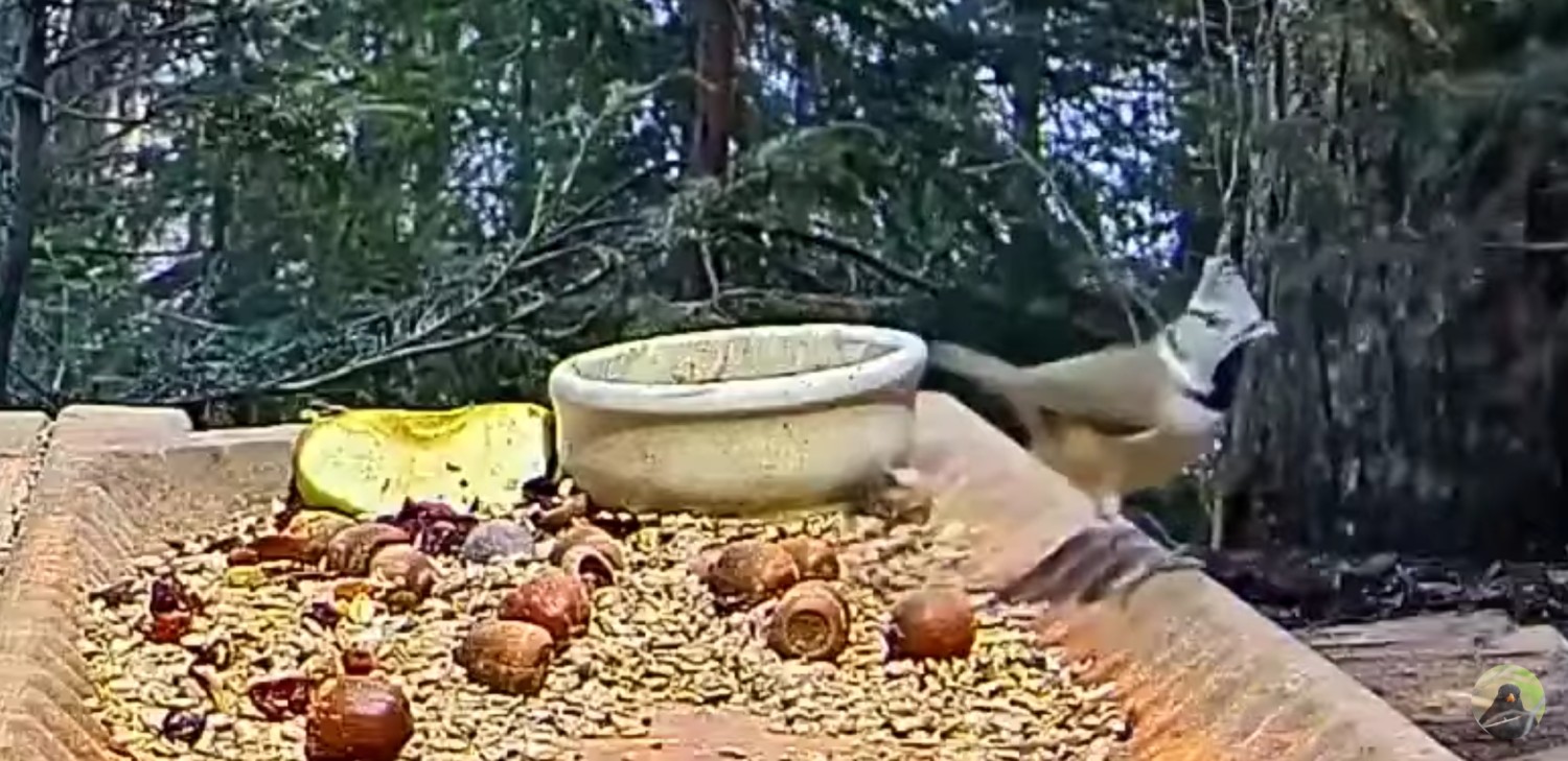 livebirdspoland_eeb0d6f1ea8042751a58574fbbcf002d.jpg