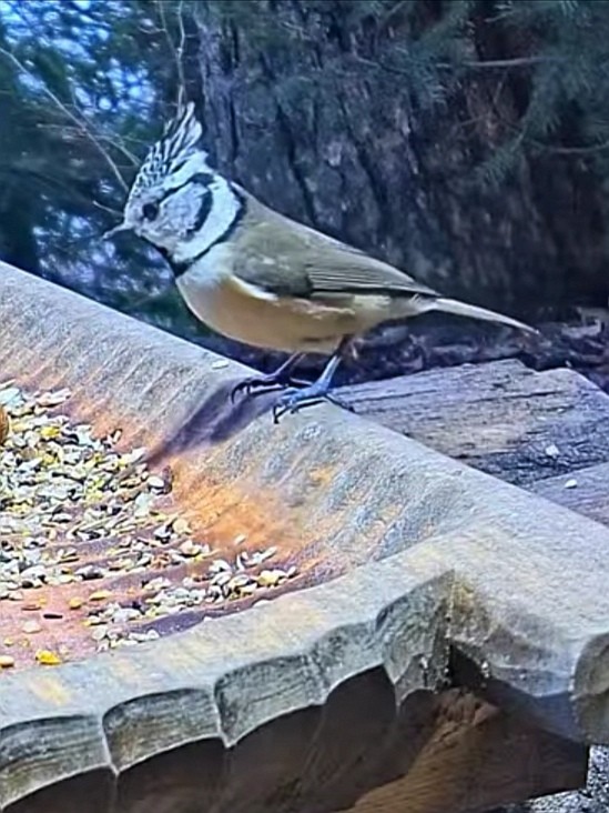 livebirdspoland_557cb0db453fc4c4fd8928d9117c6501.jpg