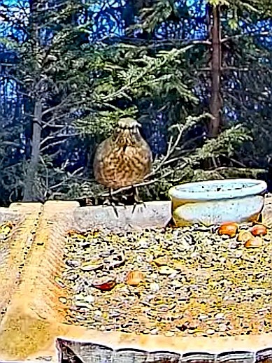 livebirdspoland_9b2b9ba5416e837663489e6f072b26e9.jpg