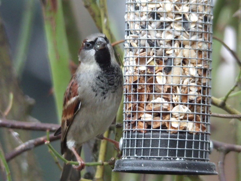 livebirdspoland_11b2e7f39b159113f82efcf730e14913.jpg