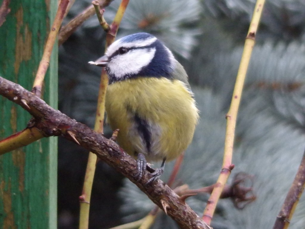 livebirdspoland_0c9db65aa8f02173cc011768b277a5b0.jpg