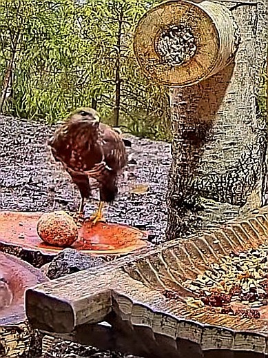 livebirdspoland_500eefd8a229de0c35c59fcc9491087e.jpg